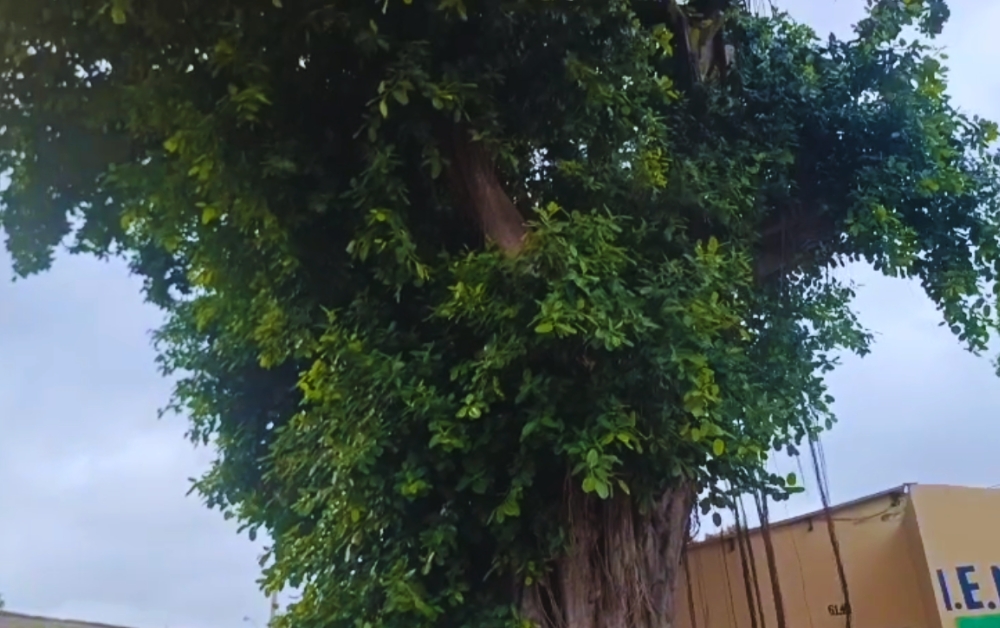 Árbol de caucho genera riesgo en sede Miguel Antonio Lengua.