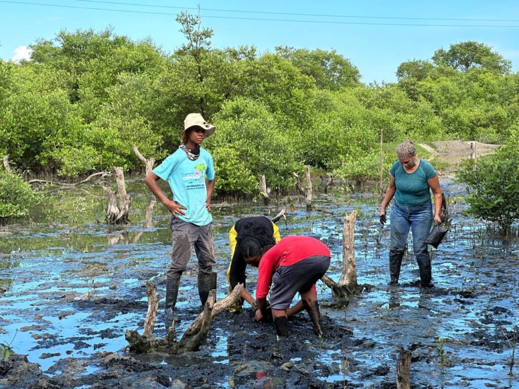 Estudiantes siembran plántulas durante la Semana del Manglar Cartagena para restaurar ecosistemas urbanos.