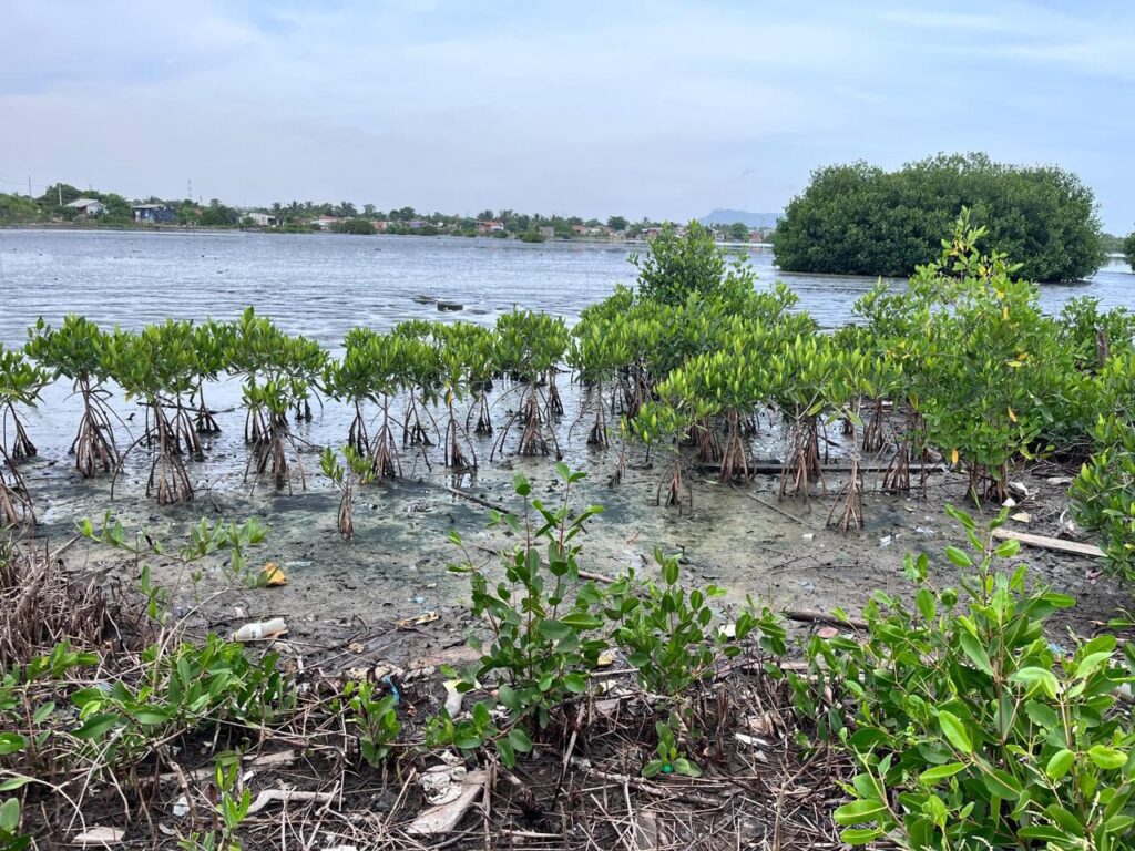 Siembra comunitaria de plántulas en la Isla de Belén.