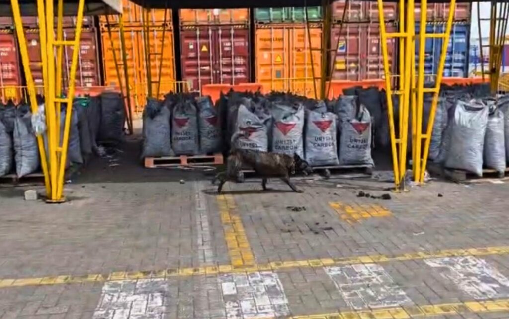 Carga de carbón contaminada con cocaína decomisada antes de salir hacia España.