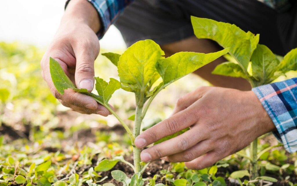 Agricultores aplican tecnología de precisión en cultivos de Colombia.