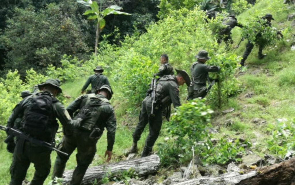 Erradicación de cultivos de coca avanza en Colombia.