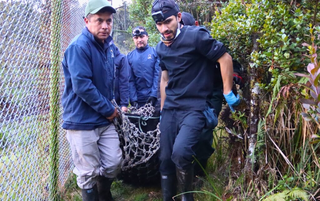 Equipo técnico traslada al oso andino Tamá durante el operativo previo a su liberación. 