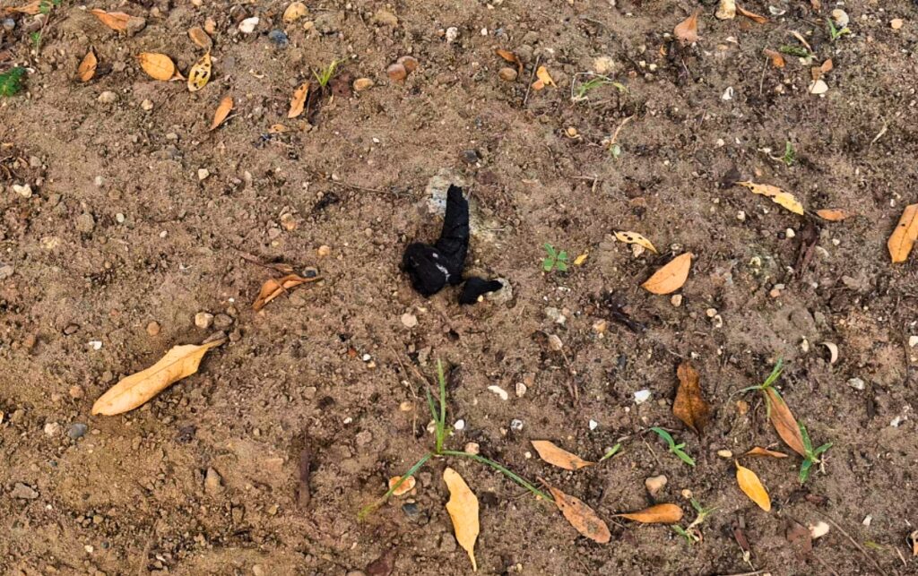 Excremento canino en el parque lineal de Crespo, evidencia utilizada en la campaña Cagarla es no recogerla para alertar sobre la falta de cultura ciudadana
