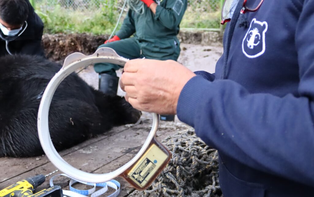 Instalación del collar satelital al oso andino Tamá para seguimiento posterior a su liberación.