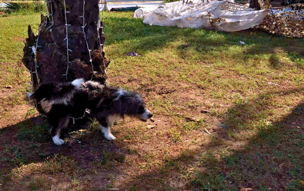 La campaña Cagarla es no recogerla registra comportamientos cotidianos de mascotas en Crespo para promover tenencia responsable