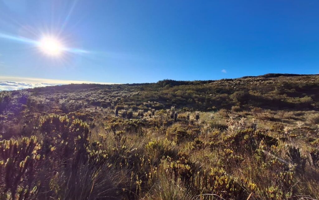 Paisaje del Parque Nacional Natural Tamá, hábitat donde liberaron al oso andino Tamá tras su rehabilitación. 