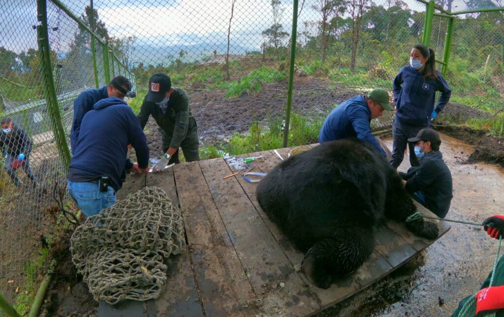 Revisión veterinaria al oso andino Tamá antes de ser liberado en su hábitat natural. 