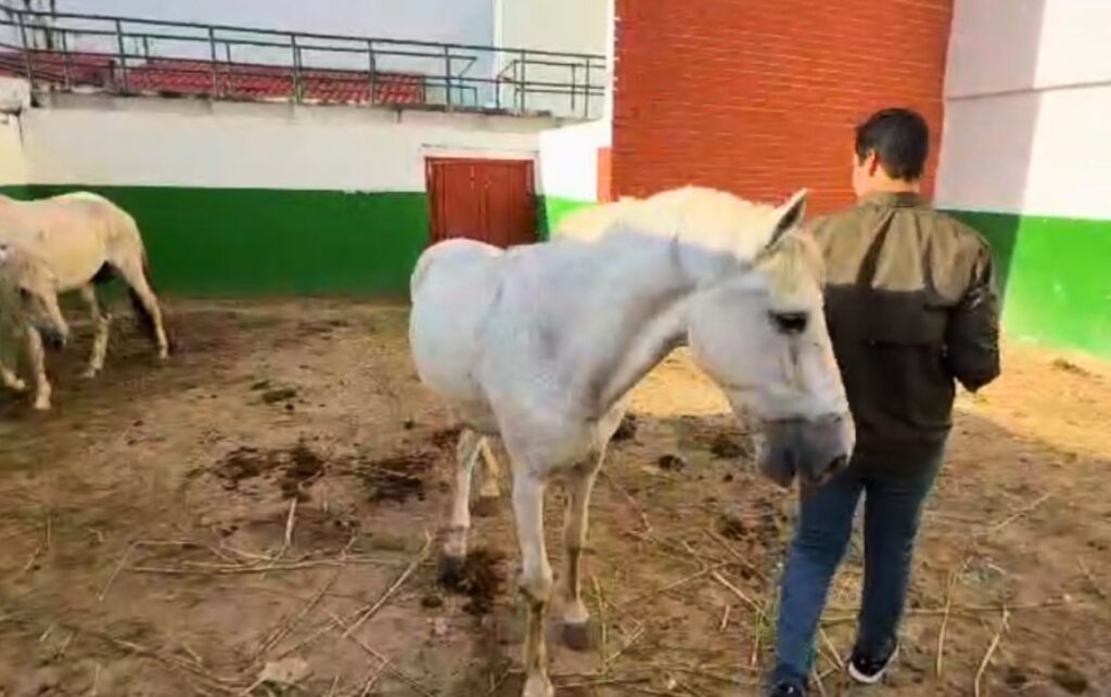 10 Caballos cocheros dejan atrás el trabajo en el Centro Histórico y comienzan su proceso de adopción.