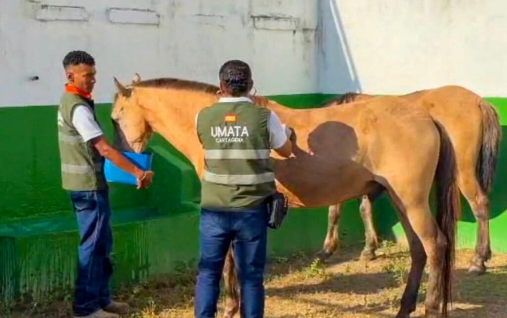 10 Caballos cocheros reciben alimentación y seguimiento como parte del inicio de su nueva etapa de bienestar.