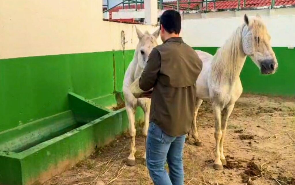 10 Caballos cocheros reciben cuidado veterinario durante su ingreso al proceso de adopción responsable en Cartagena.