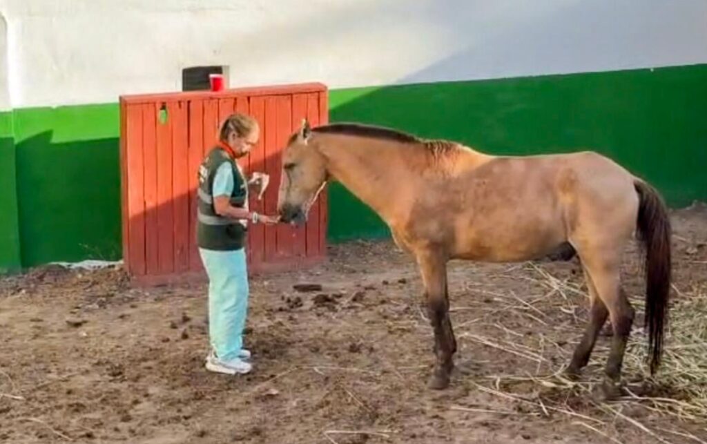 10 Caballos cocheros son evaluados por personal de la Umata mientras permanecen bajo resguardo temporal.