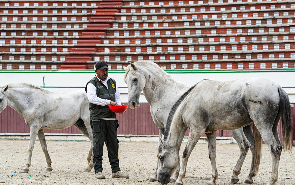 Caballos cocheros reciben atención veterinaria antes de su adopción definitiva.