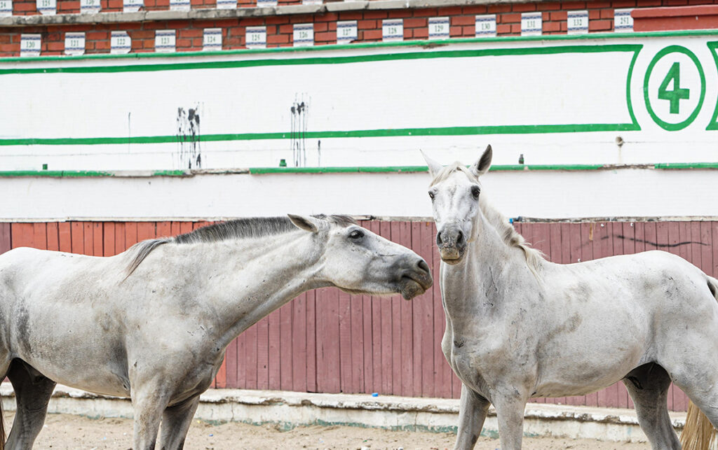 Jornada de adopción de equinos liderada por el alcalde Dumek Turbay en la Plaza de Todos.