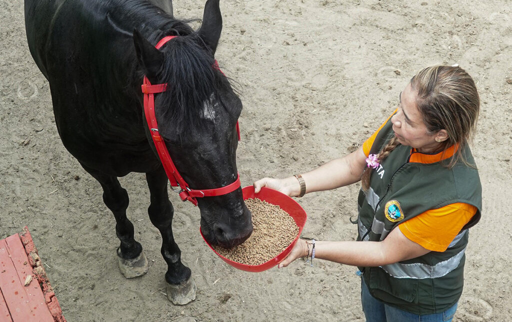 Transición de caballos cocheros a carruajes eléctricos en Cartagena.
