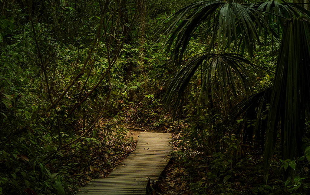 Vista aérea del Parque Tayrona en periodo de protección ecológica.