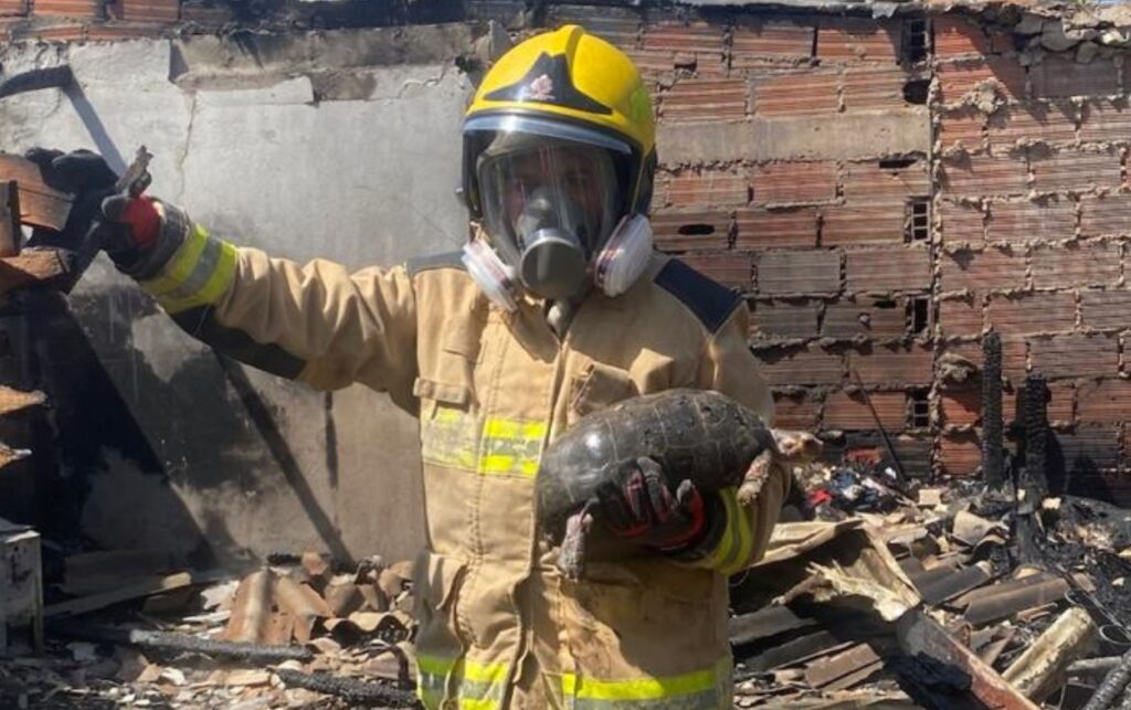 Bombero rescata tortuga tras incendio que dejó 4 viviendas afectadas en Olaya Herrera, entre escombros y estructuras calcinadas en Cartagena.