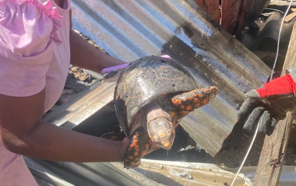 Habitante recibe tortuga rescatada tras incendio que dejó 4 viviendas afectadas en Olaya Herrera, evidenciando impacto humano y ambiental de la emergencia. 