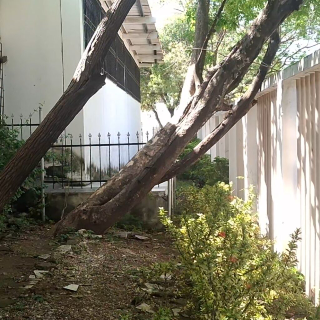 Párroco de Los Caracoles señala árboles en riesgo