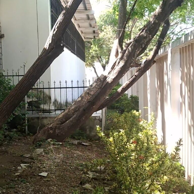 Párroco de Los Caracoles señala árboles en riesgo