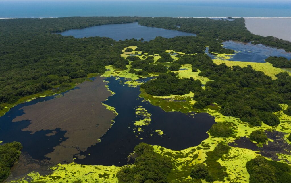 Restauración ecológica en el Día Internacional de la Defensa del Manglar.