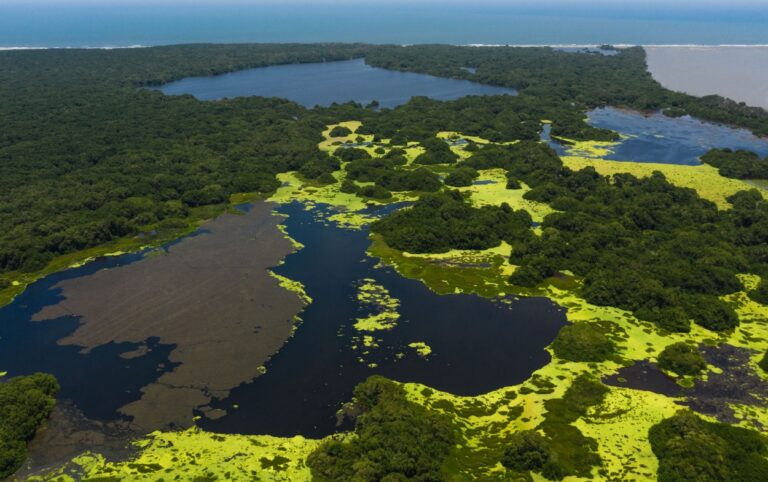 Restauración ecológica en el Día Internacional de la Defensa del Manglar.