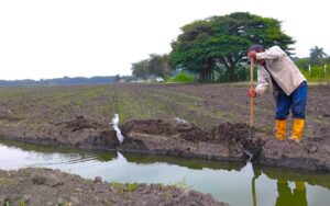 El agro colombiano incorpora innovación tecnológica para mejorar la productividad..