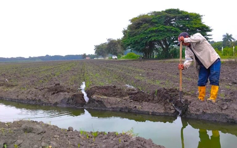 El agro colombiano incorpora innovación tecnológica para mejorar la productividad..
