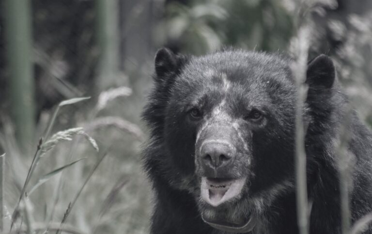 El oso andino Tamá en su entorno natural, símbolo de la conservación de la fauna silvestre y de los esfuerzos de rehabilitación en Colombia.