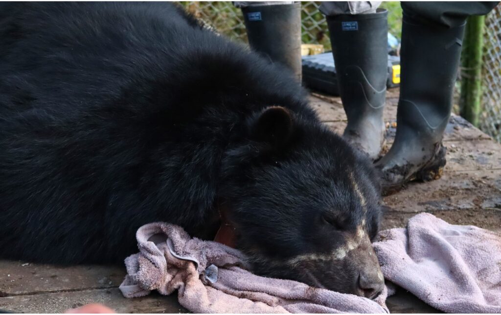 Tamá el oso andinodescansando durante el proceso de monitoreo previo a la liberación en el PNN Tamá