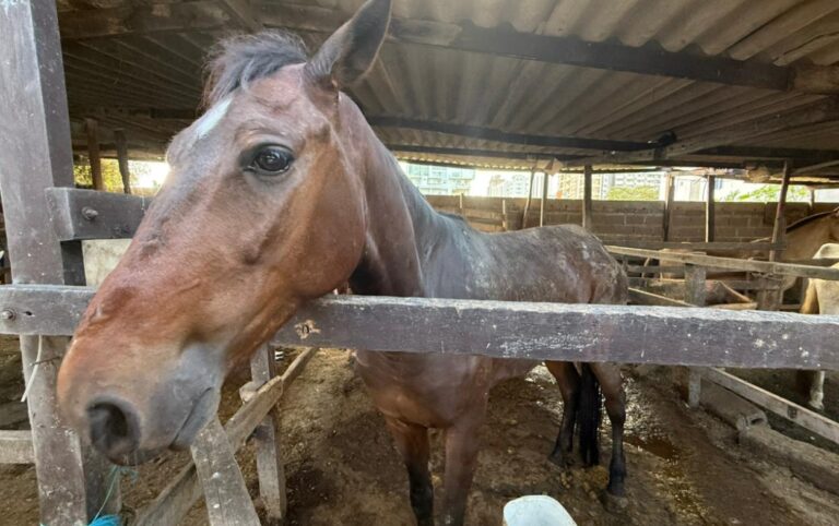 10 Caballos cocheros inician adopción y cambian su historia 10 Caballos cocheros permanecen en espacios adecuados mientras avanza la verificación de adoptantes.